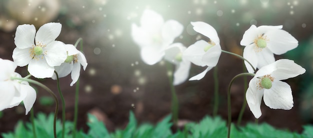 Flores de anêmona branca em uma superfície marrom com partículas borradas. foco seletivo