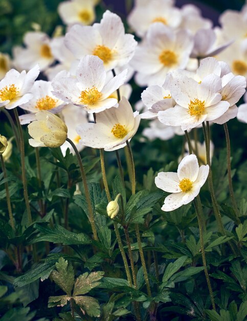 Flores de anêmona no jardim.