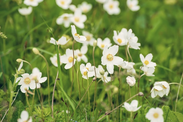 Flores de anêmonas brancas