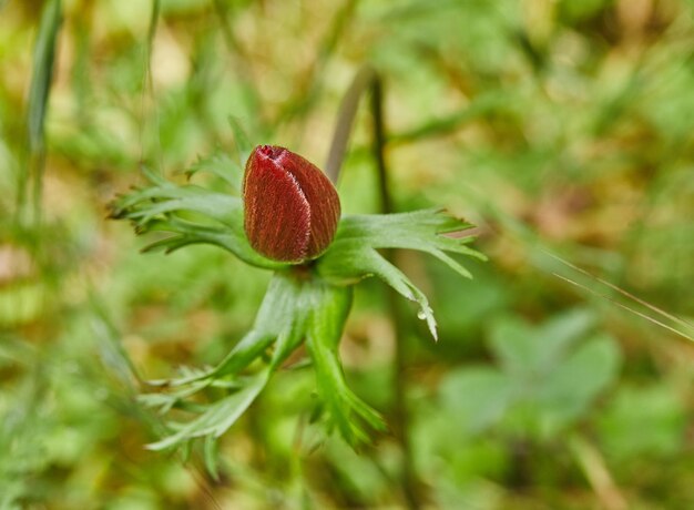 Flores de anêmonas vermelhas silvestres florescem na primavera Deserto do Negev, sul de Israel