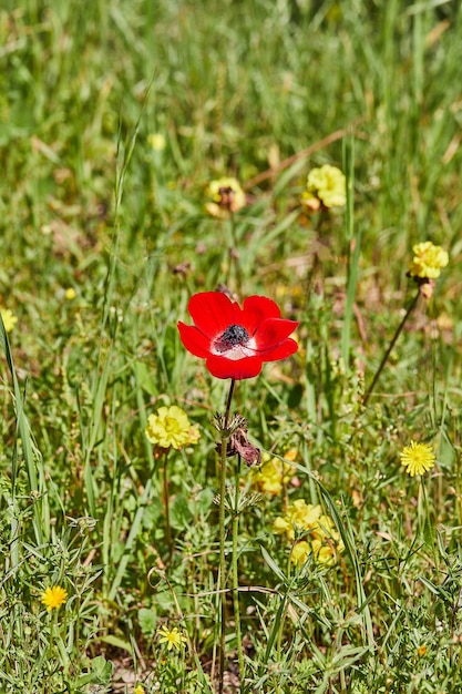 Flores de anêmonas vermelhas silvestres florescem na primavera Deserto do Negev, sul de Israel