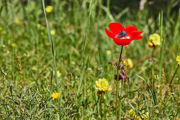 Flores de anêmonas vermelhas silvestres florescem na primavera Deserto do Negev, sul de Israel