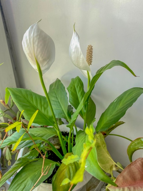 Flores de Anthurium ou Spathiphyllum brancos em vaso