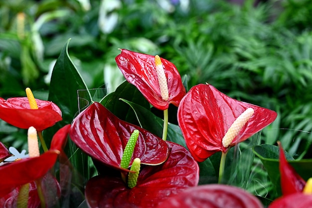 Flores de antúrio vermelho fecham flor de cauda vermelha flamingo flor laceleaf em banner de floricultura fundo tropical