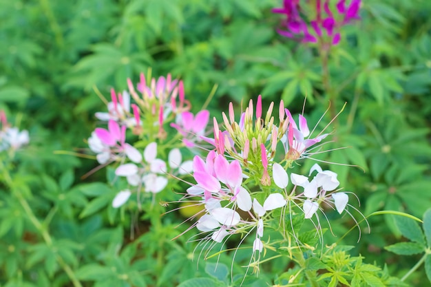 Flores de aranha ou CLEOME SPINOSA LINN estão florescendo no outono.