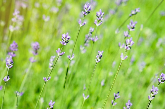 Flores de arbustos de lavanda roxa e grama verde de verão Foco seletivo suave fundo horizontal close-up espaço de cópia Erva de aromaterapia medicina alternativa