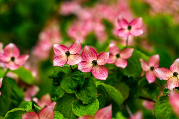 Flores de árvore de corniso