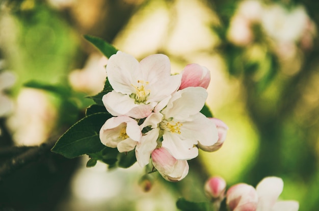 Flores de árvore de maçã com folhas