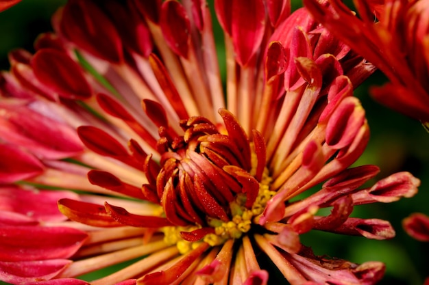 Flores de áster de jardim closeup