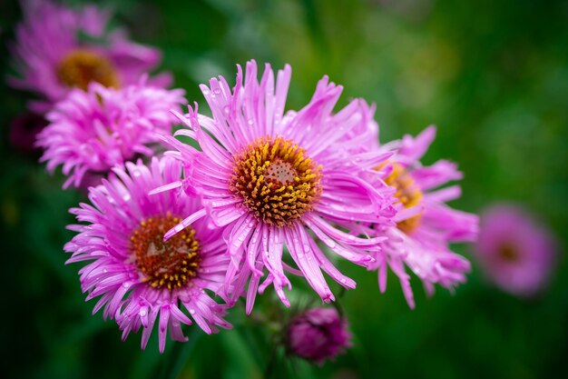 Flores de aster de outono com gotas de água