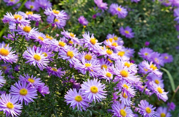 Flores de áster magenta no parque outono (plano de fundo sazonal)