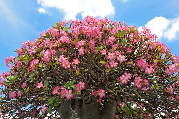 Flores de azálea