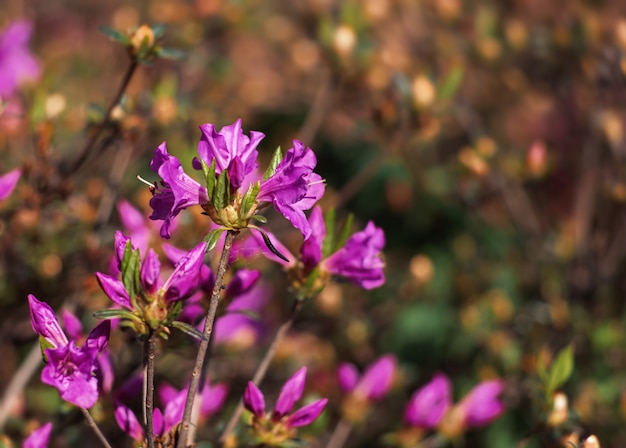 Flores de azáleas