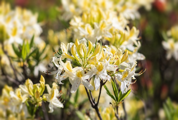 Flores de azáleas