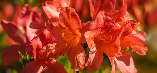 Flores de azáleas