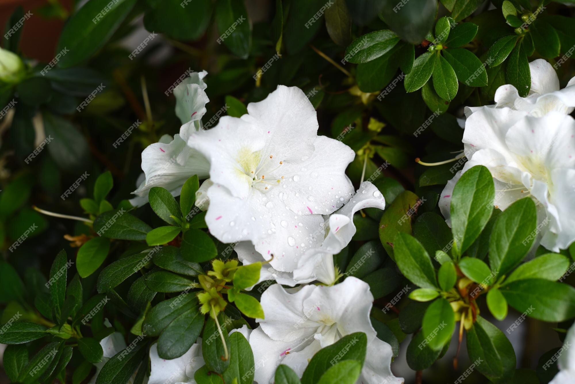 Flores de azaleia branca crescendo em um arbusto | Foto Premium