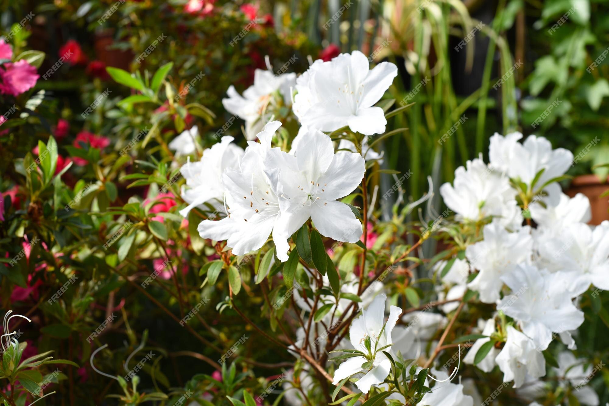 Flores de azaleia branca crescendo em um arbusto | Foto Premium