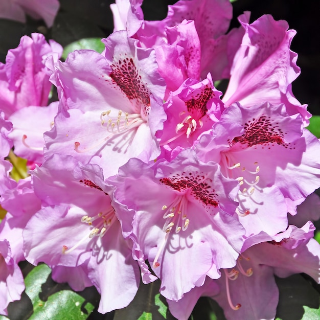 Flores de azaléia rosa em fundo de floração completa. Jardim tropical na primavera. Temporada de floração do rododendro em abril, maio.