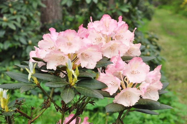 Flores de azaléia rosa em plena floração com folhas verdes no arbusto