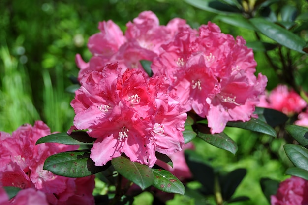 Flores de azaléia rosa em plena floração com folhas verdes