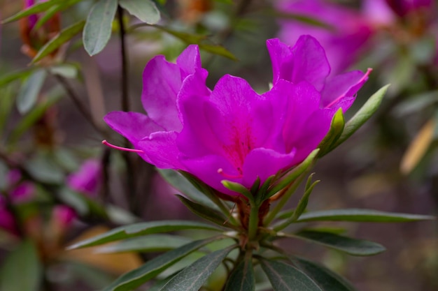 Flores de azaleia rosa florescendo em um fundo roxo floral de primavera de jardim botânico