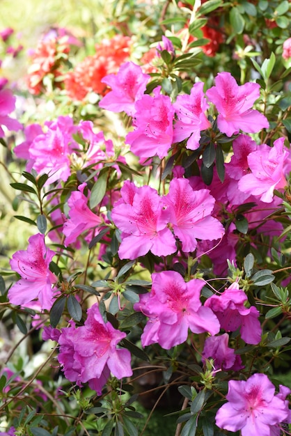 Flores de azaléia rosa