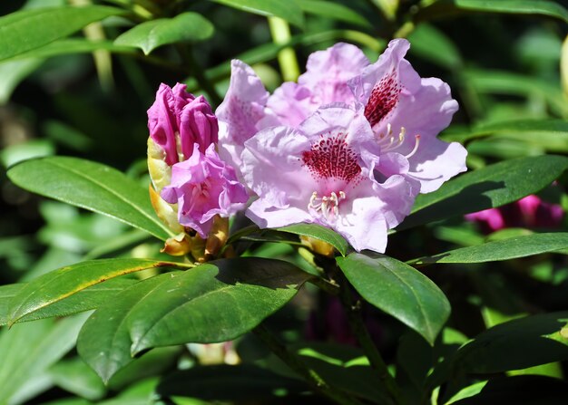 Flores de azaléia roxas em plena floração com folhas verdes no arbusto