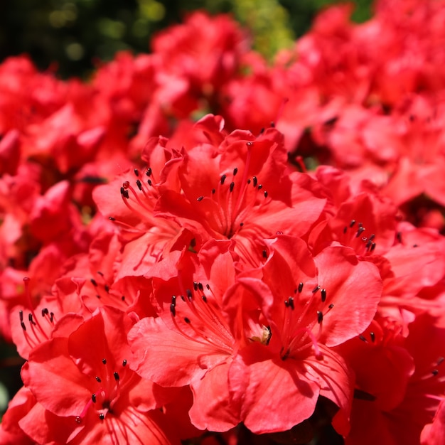 Flores de azaléia vermelha desabrochando na primavera jardim conceito de jardinagem fundo floral