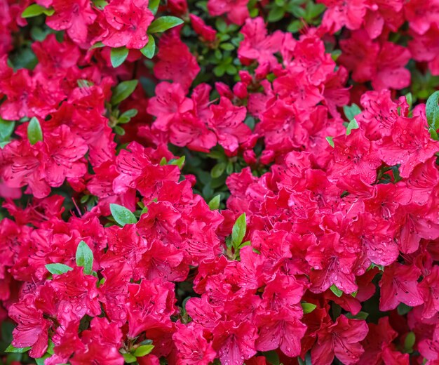 Flores de azaléia vermelhas desabrochando com gotas de orvalho no jardim primavera