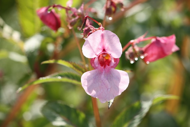 Flores de bálsamo do Himalaia