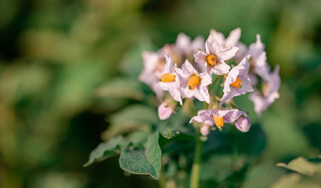 Flores de batata florescem na luz do sol crescem na planta Flor branca de batata florescendo em um campo agrícola