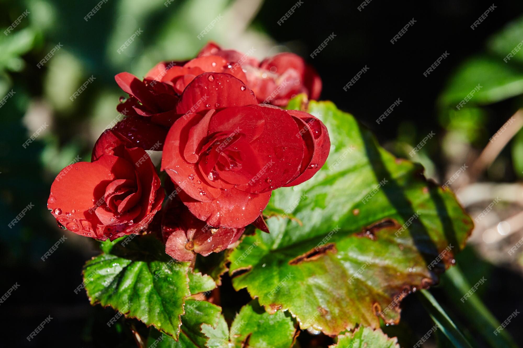 Flores de begônia cucullata vermelhas brilhantes ou begônia de cera flores  vermelhas de uma planta fechada | Foto Premium