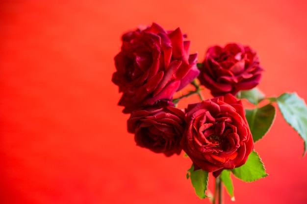 Flores de belas rosas vermelhas em fundo vermelho