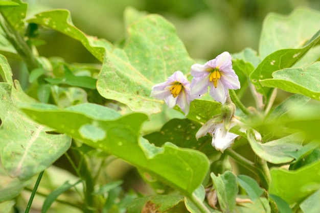 Flores de berinjela na horta