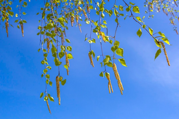 Flores de bétula contra o céu azul no dia ensolarado da primavera Nascimento de uma nova vida A primavera chegou Frescura o cheiro da primavera Copie o espaço para texto desfocado