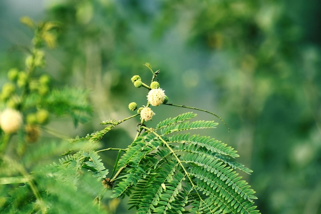 Flores de bolas fofinhas brancas Leucaena leucocephala leucaena glauca mimosa leu cocephala