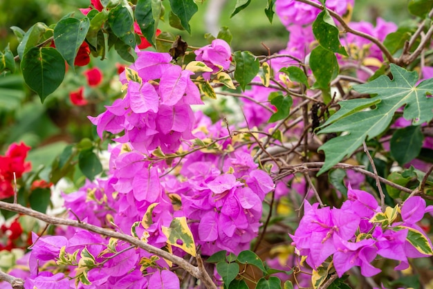 Flores de Bougainville florescendo no jardim