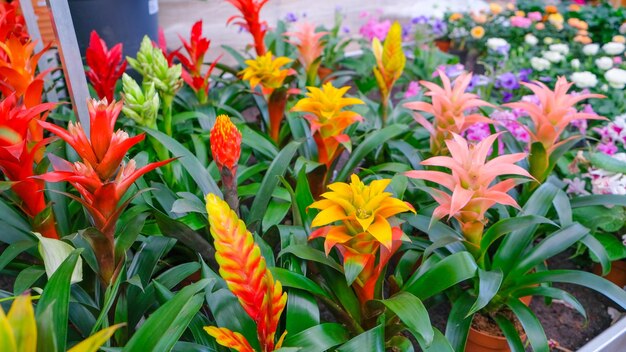 Foto flores de bromélias coloridas para cultivo em interiores e decoração de interiores em vaso