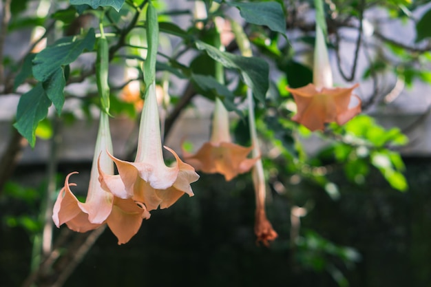 Flores de Brugmansia Arborea ou flor de trompete de ângulos em um dia ensolarado