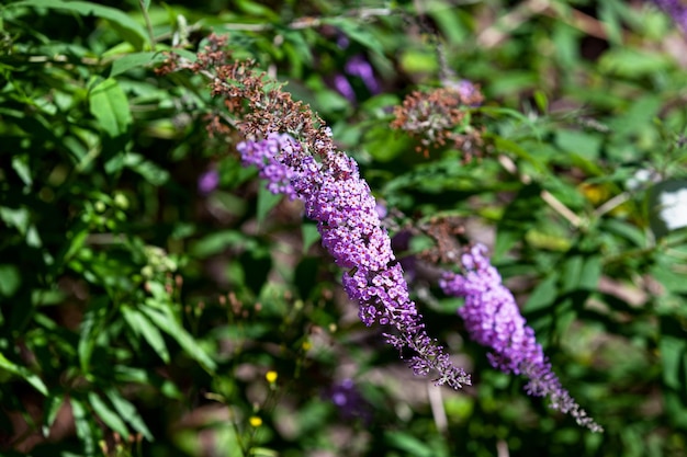 Flores de Buddleja davidii também conhecidas como lilases de verão
