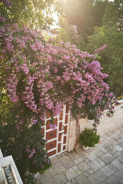 Flores de buganvílias Buyukada durante o dia ensolarado Conceito de relaxar a vida na ilha