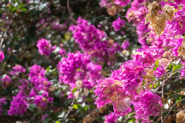 Flores de buganvílias cor de rosa ao ar livre em Taiwan