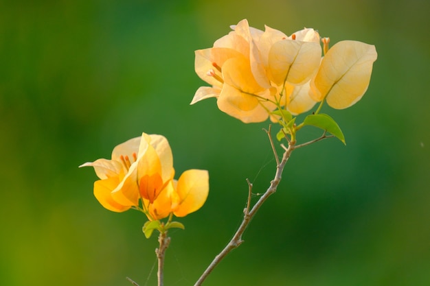 Flores de buganvílias em fundo claro