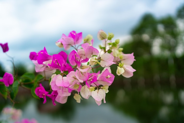 Flores de buganvílias florescendo rosa e roxo Fundo floral