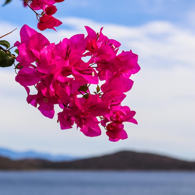 Flores de buganvílias magenta contra o céu, mar e ilhas