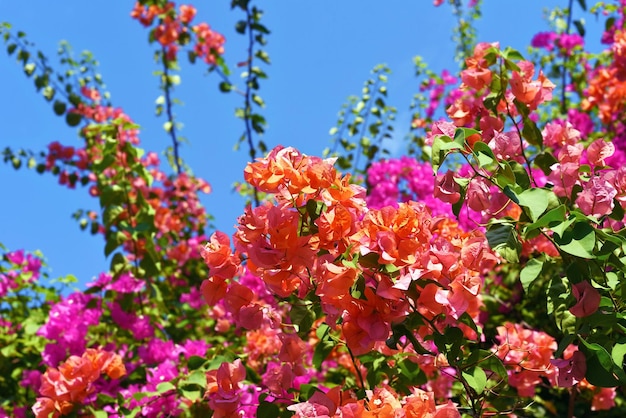 Flores de buganvílias rosa crescendo em Nha Trang Vietnam