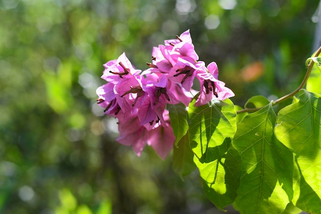 Flores de buganvílias rosa florescendo em Nha Trang Vietnam