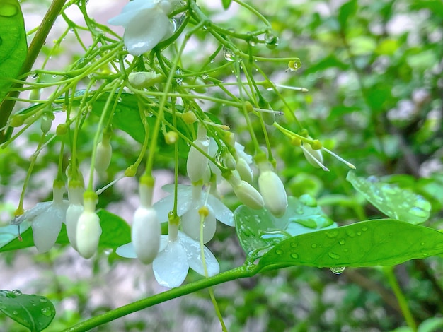 Flores de buquê branco de galhos de árvores tem gotas de água ao redor