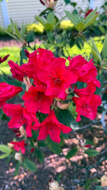 Flores de cacho de rododendros vermelhos flores de rododendros