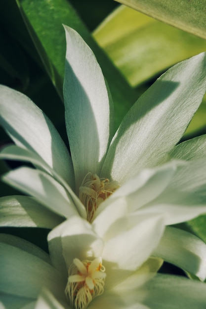 Flores de cacto branco macro dia ensolarado Florescer foco seletivo de fundo floral